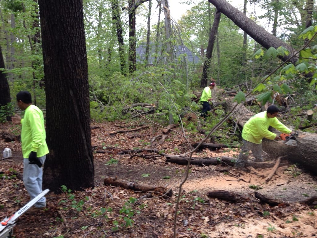 Tree Removal & Stump Removal In Brooklyn, NY Brooklyn Tree Services
