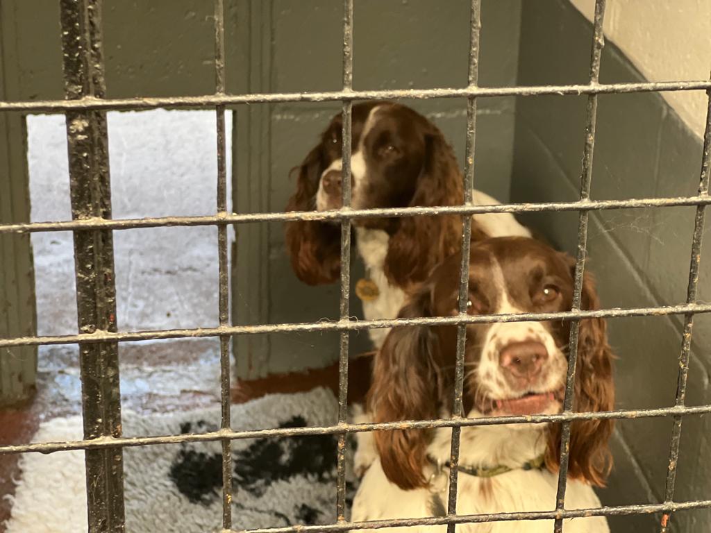 Contact Brookside Boarding Kennels & Cattery