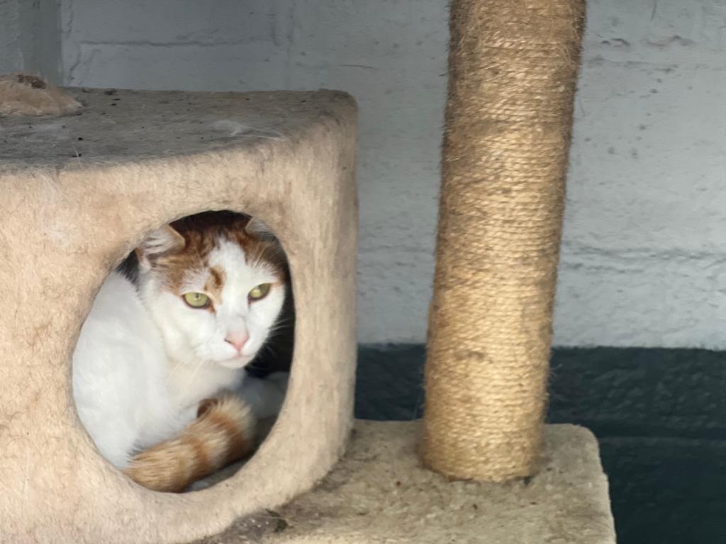 Contact Brookside Boarding Kennels & Cattery