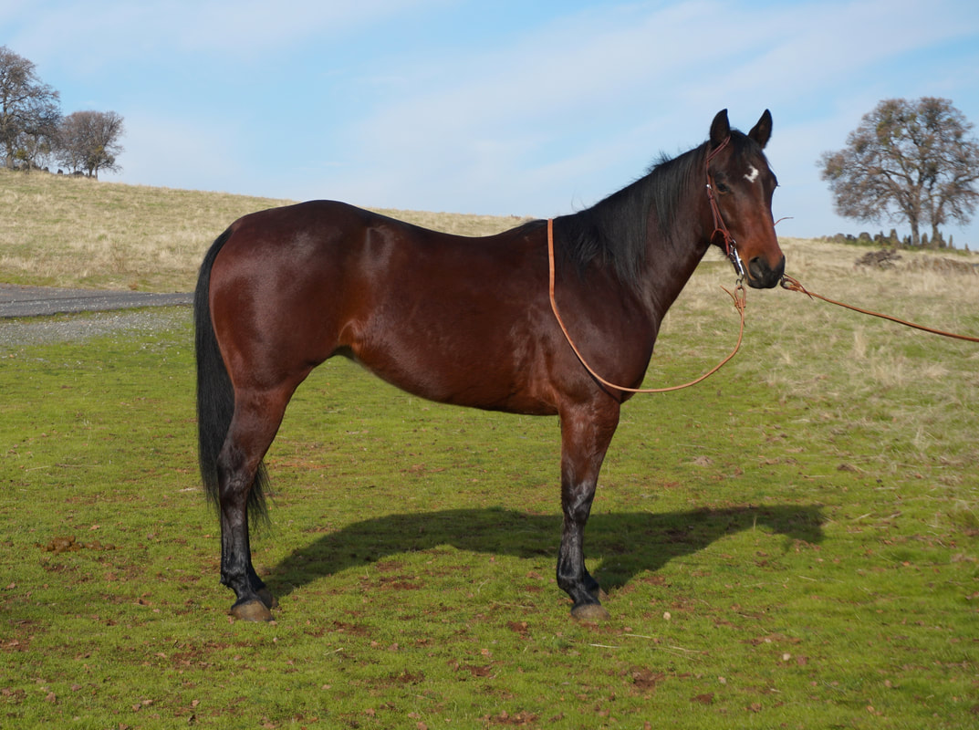 Stallions, Colts & Geldings Brooks Ranch