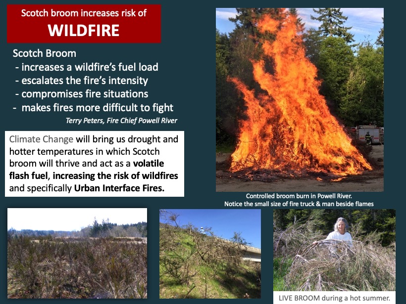 Reasons to support Scotch Broom Resolution at UBCM conference