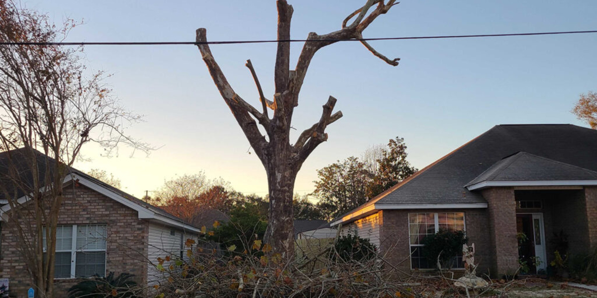 Can You Kill a Tree by Over Pruning? Key Points From Experts