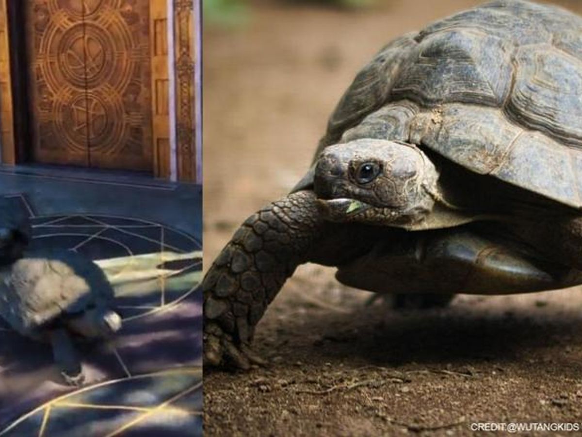 Horsefield Tortoise Care Mistakes That Can Kill Your Pet Broughted