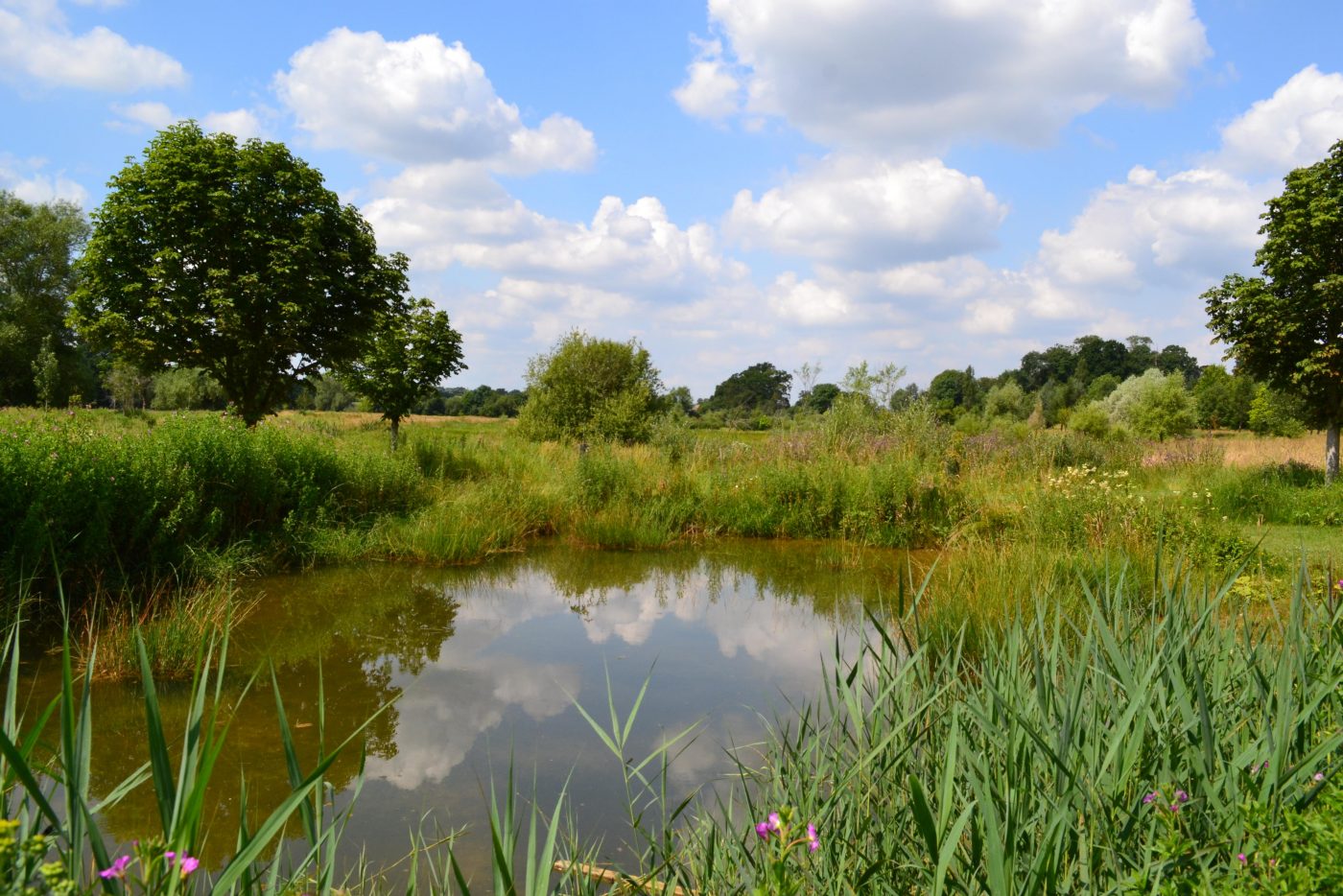 Water Meadow Garden Broughton Grange Gardens