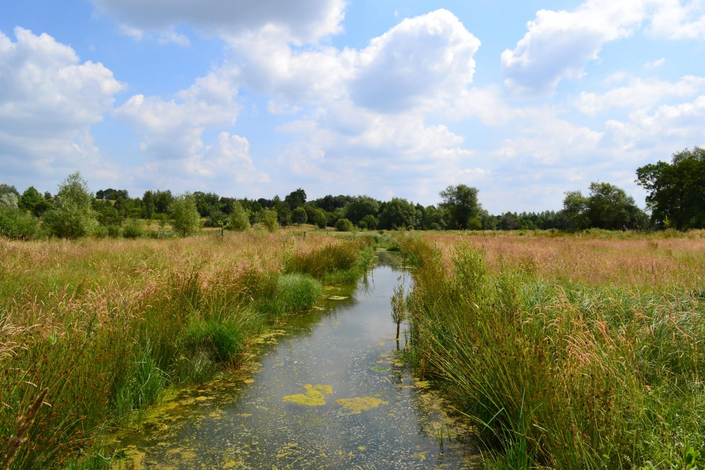 Water Meadow Garden Broughton Grange Gardens
