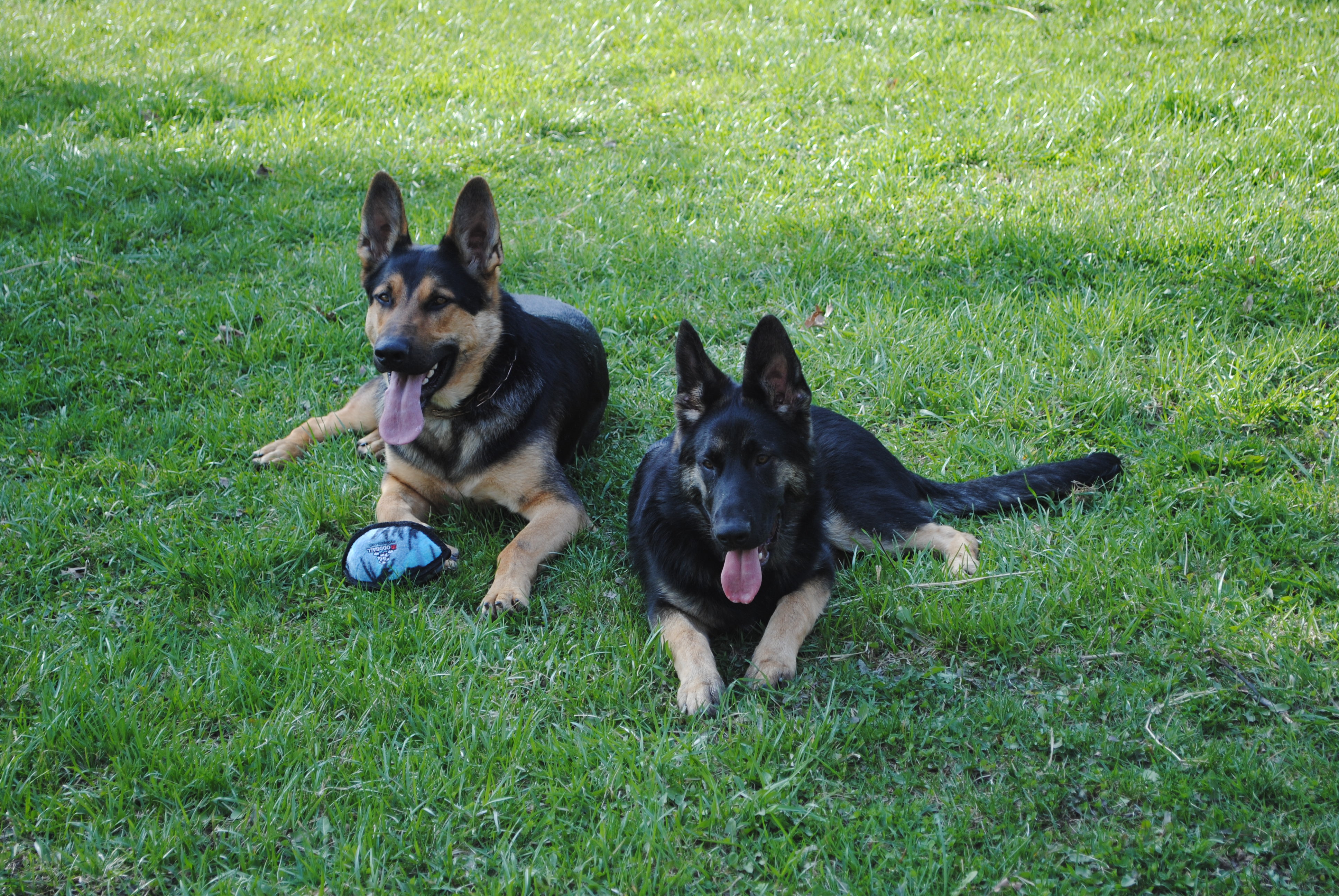 German Shepherd Kennel Purebred German Shepherd Puppies for Sale