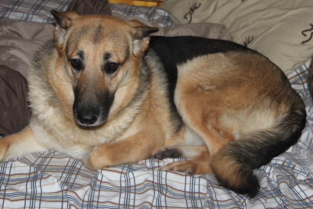 German Shepherd Kennel Purebred German Shepherd Puppies for Sale