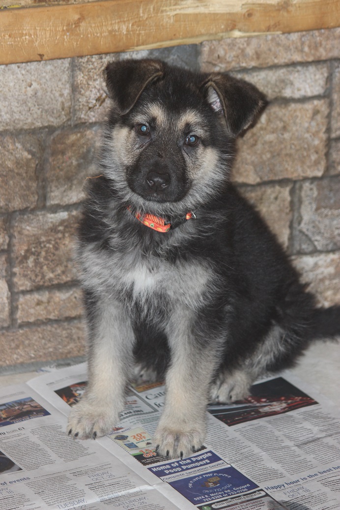 German Shepherd Breeders Michigan