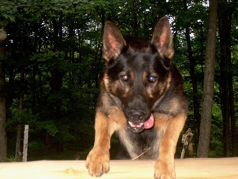 German Shepherd Breeder Michigan Ohio Illinois German Shepherd Breeders