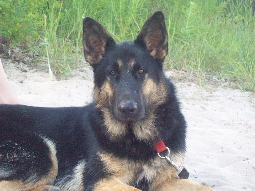 German Shepherd Kennel Purebred German Shepherd Puppies for Sale