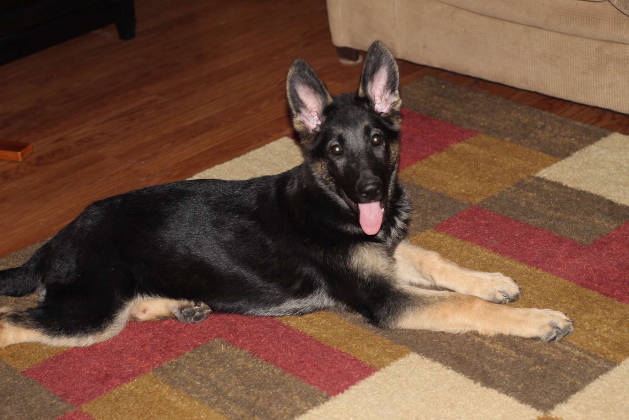 German Shepherd Breeders Michigan