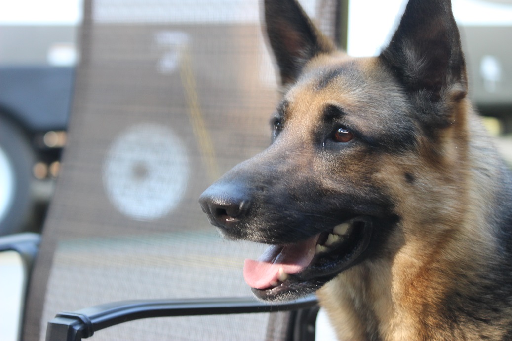 German Shepherd Breeders in Michigan