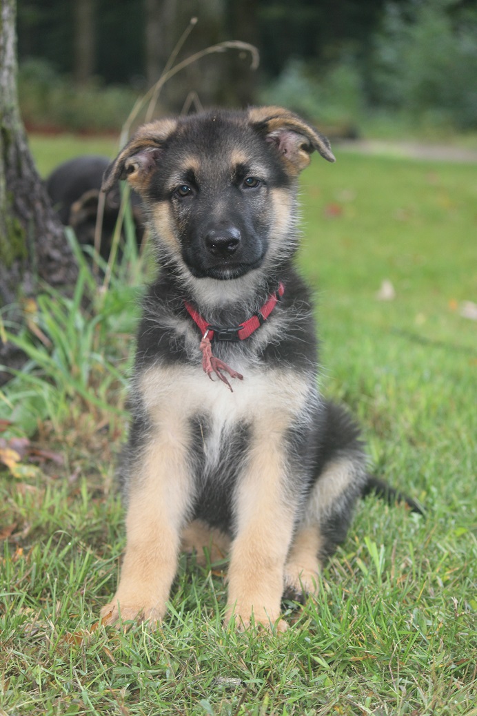German Shepherd Breeder Michigan