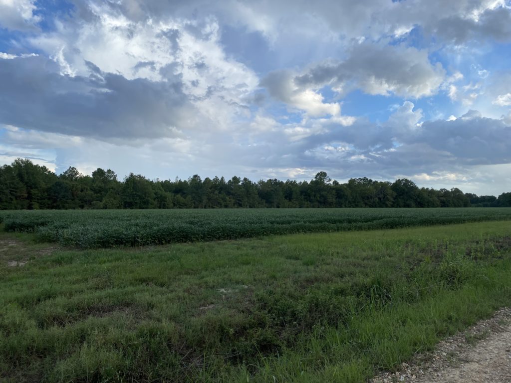 175 acres in Franklin Parish, Louisiana Brown Realty Co