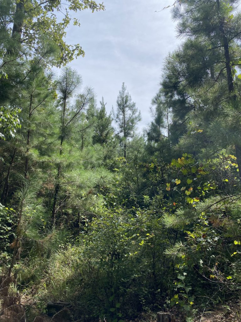 40 acres in Jackson Parish, Louisiana Brown Realty Co