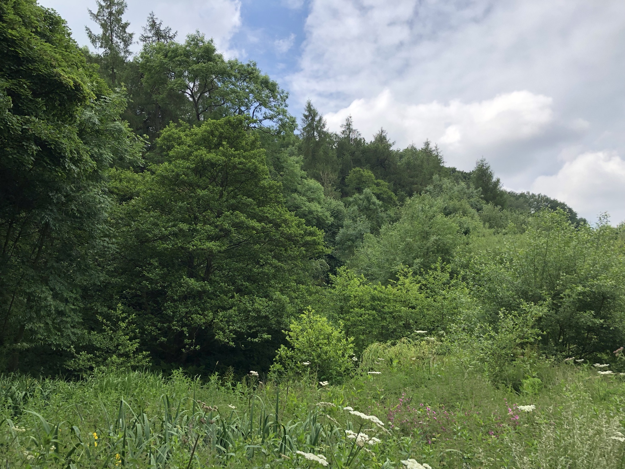 Woodland Rainow Road, Higher Hurdsfield, Macclesfield Brown Rural