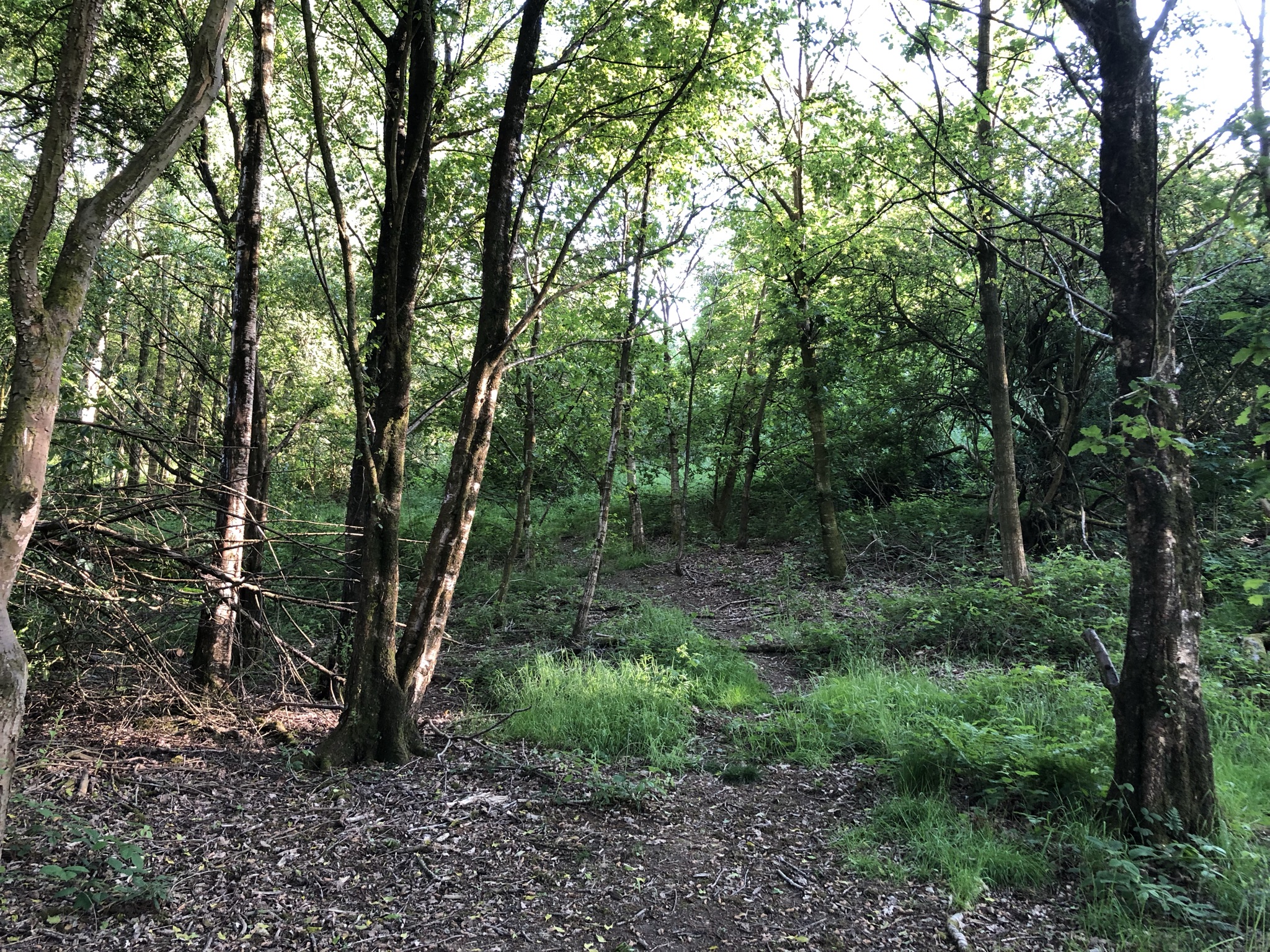 Woodland Rainow Road, Higher Hurdsfield, Macclesfield Brown Rural