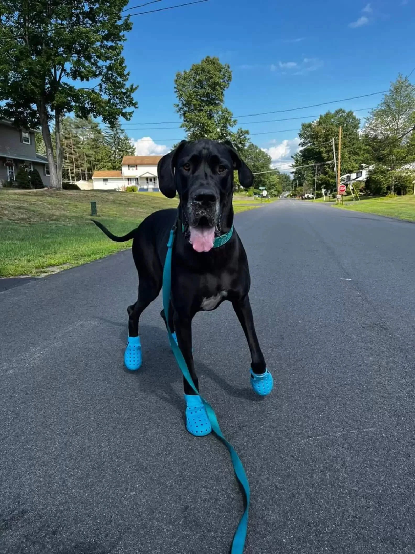 Meet Hooch! The dog who loves to wear crocs!