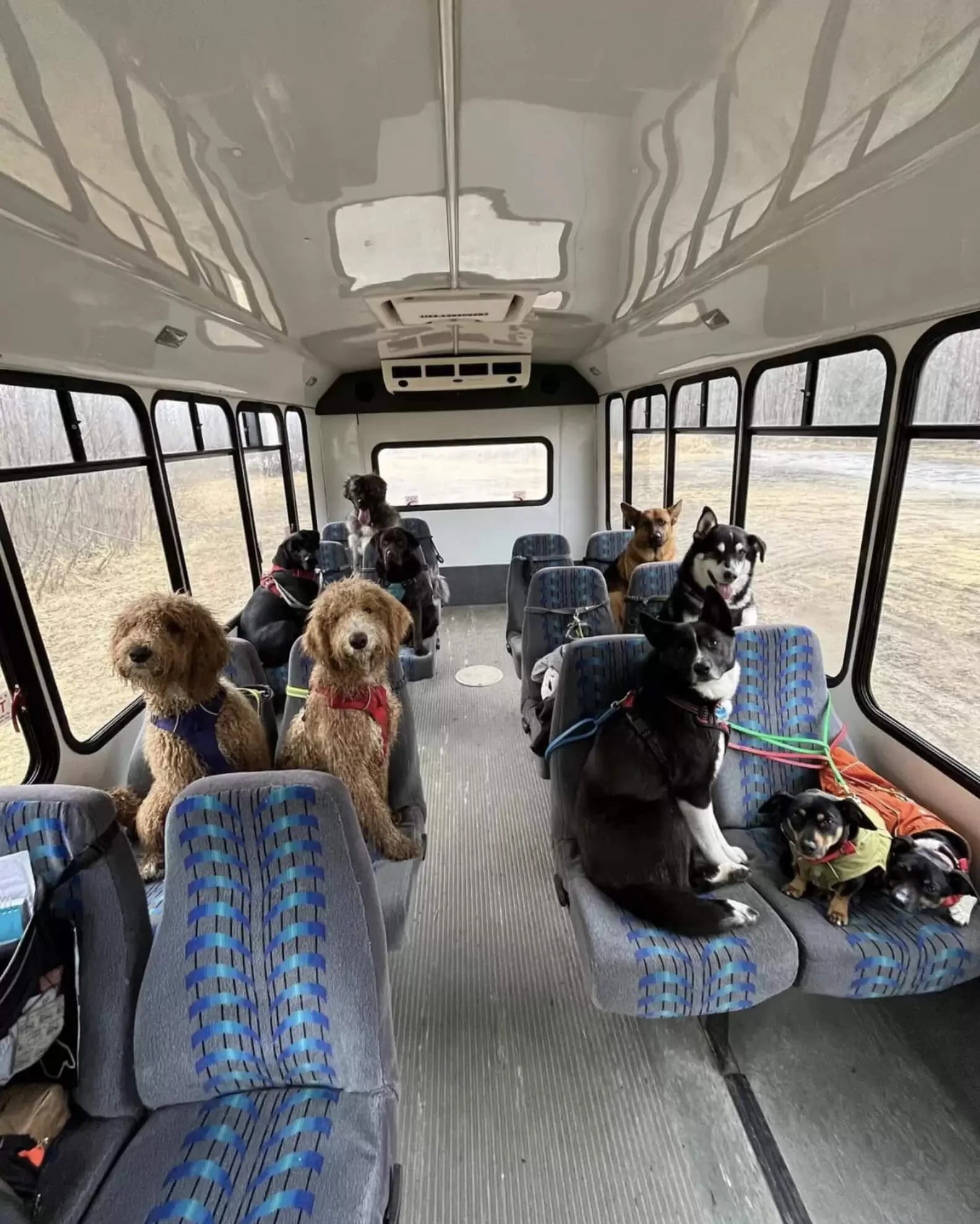 People build a Pup Bus to take neighborhood dogs on small adventures