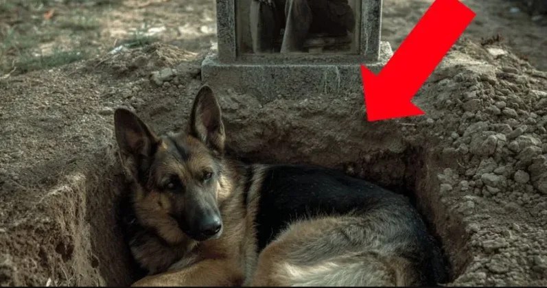Everyone Thought This Dog Was Grieving Her Owneruntil A Vet Revealed
