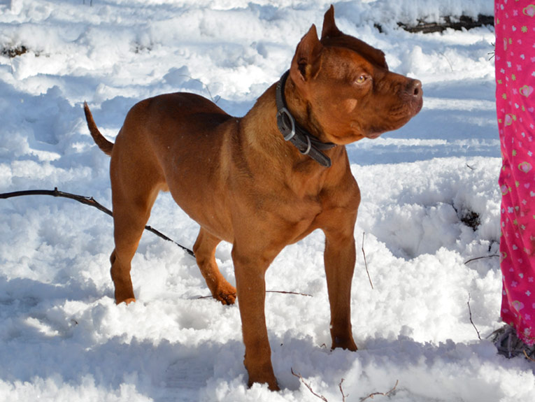 Red Nose Pit Bull Puppies for Sale, Old Family Red Nose Pit Bull