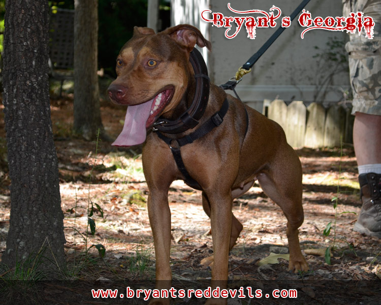Red Nose Pit Bull Puppies for Sale, Old Family Red Nose Pit Bull