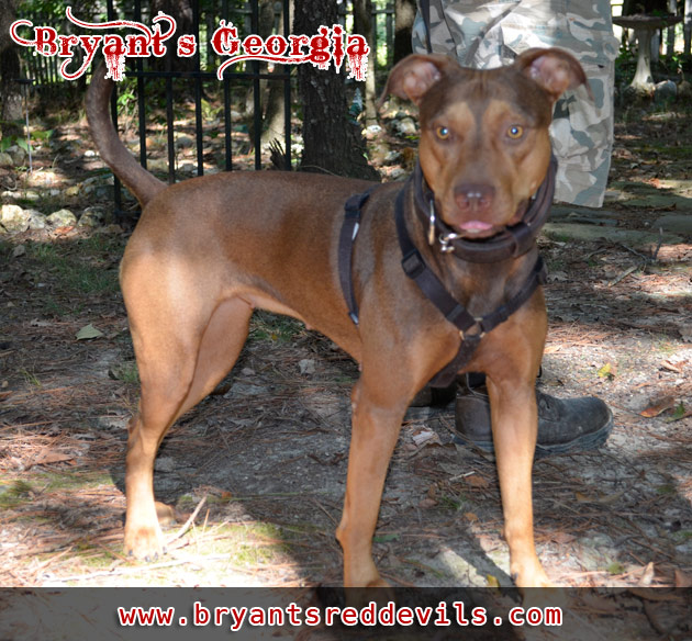 Bryant's Female Red Nose American Pit Bull Terrier