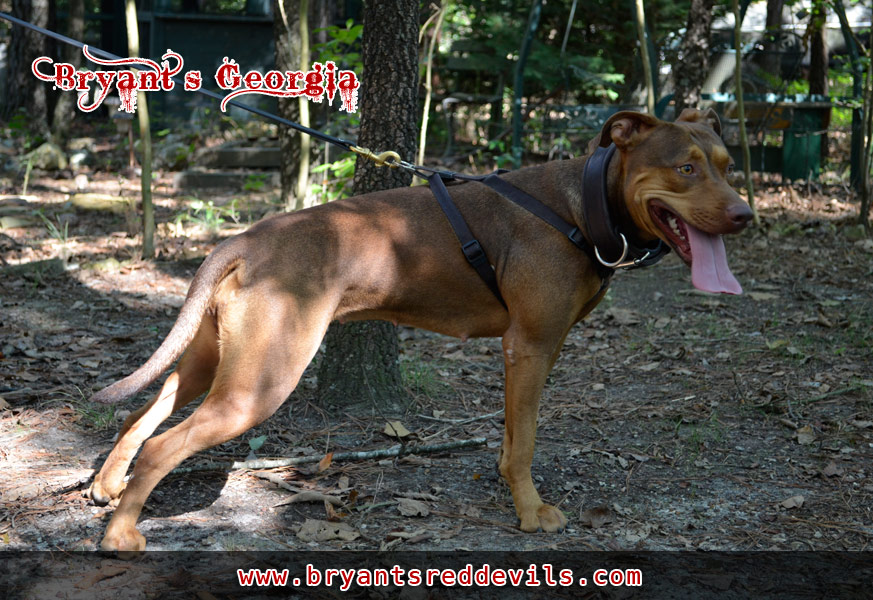 Bryant's Female Red Nose American Pit Bull Terrier