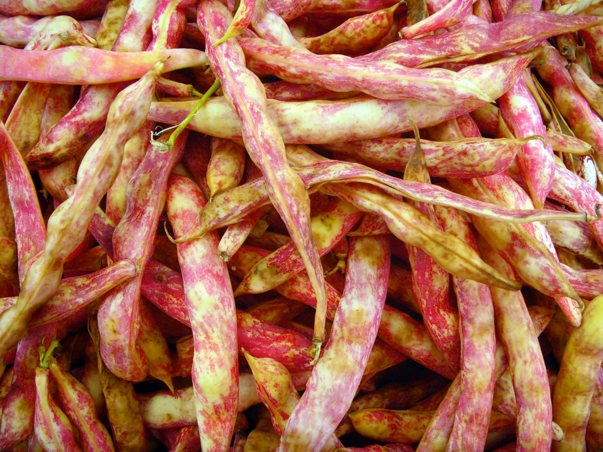 Dragon Tongue Beans Bryson Farms