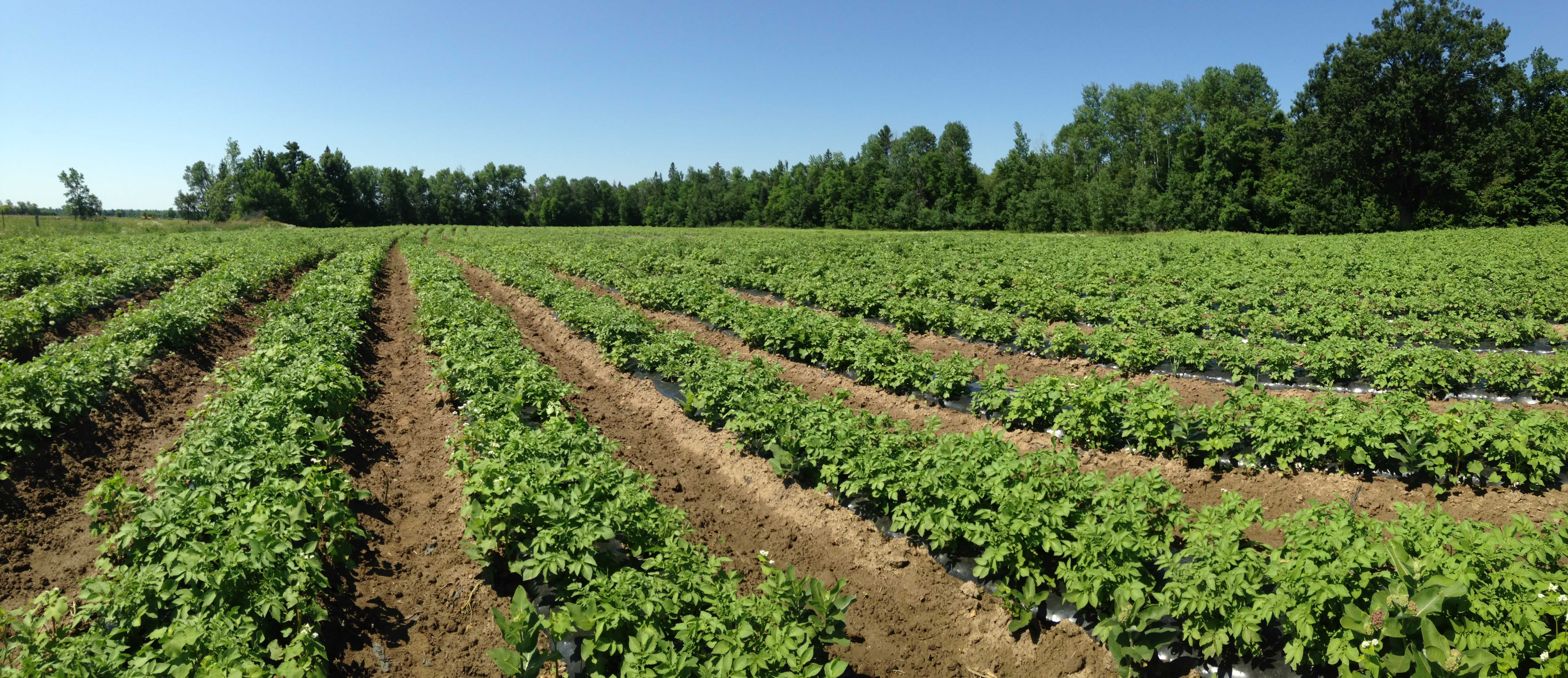 Bryson Farms Organic home delivery service Ottawa Area