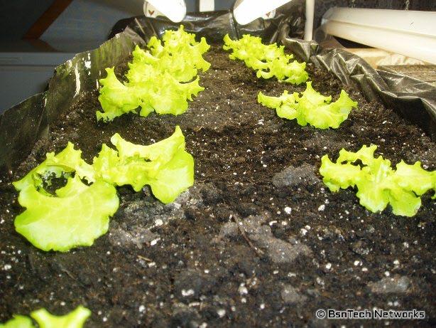 Experiment 2 Growing Lettuce Under Lights BsnTech Networks