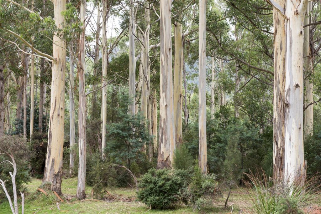 Forest Gum Trees in Tasmania Brisbane Tree Equipment Hire