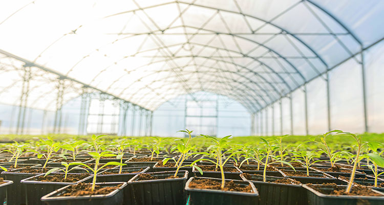 Greenhouse Covers and Options, A Comparison