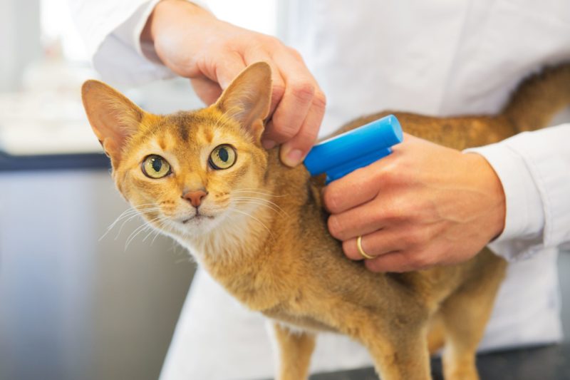 TRAÇAGE "Pucer" son chien ou son chat, "un enjeu