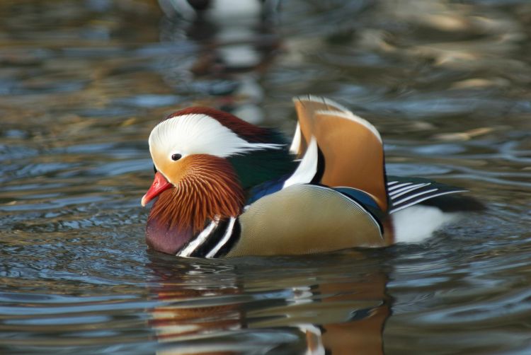 Nonnative species BTO British Trust for Ornithology