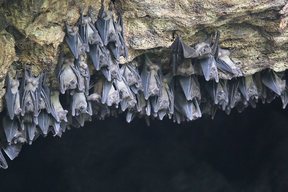 Both viruses are native to africa, where sporadic outbreaks have occurred for decades. Marburg Virus Can T Kill Egyptian Fruit Bats Why The Brink Boston University
