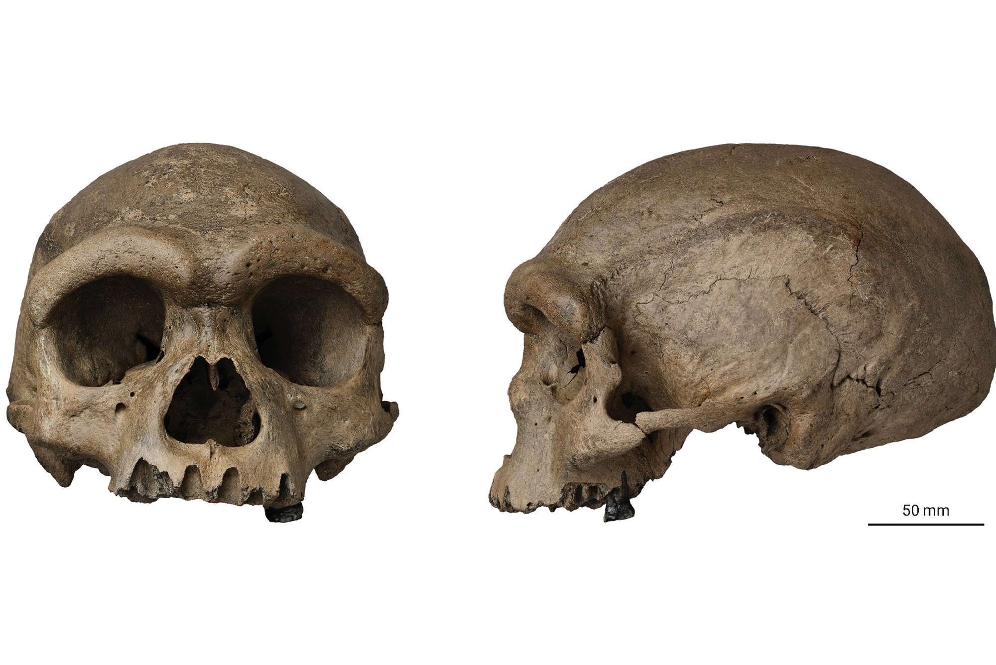 Is “Dragon Man” A Missing Link In Human Evolution? | The Brink | Boston University