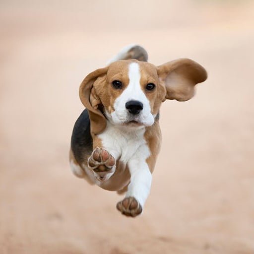 Bubba Beagle Beagle Training, Grooming & Health