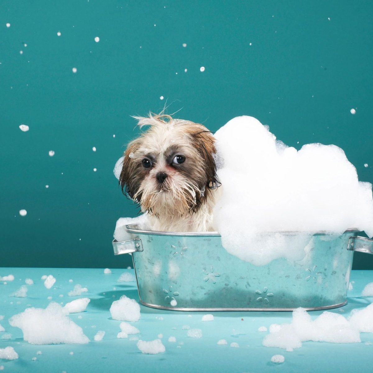 Our Services Bubbles to Bows Broward