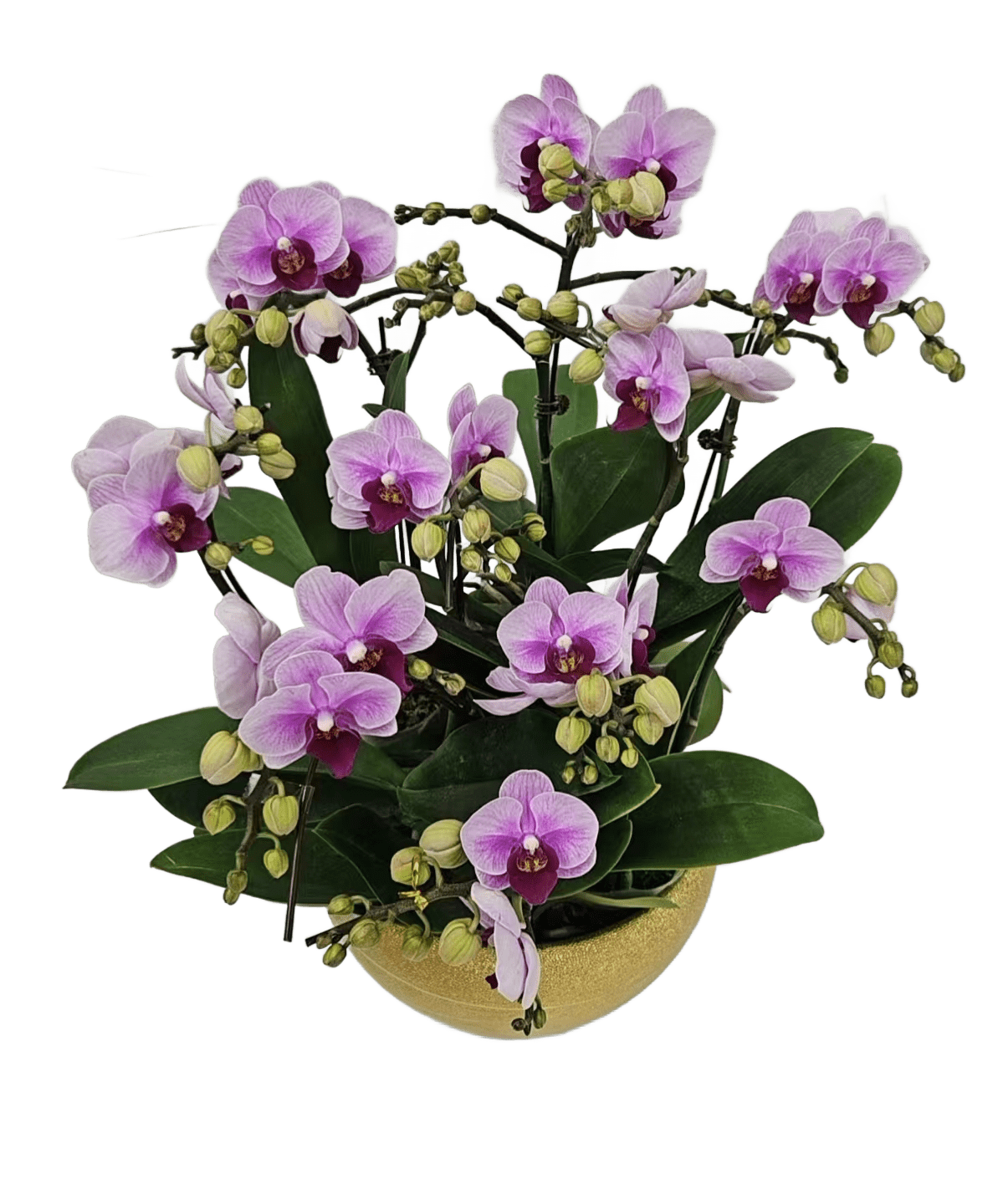 Lucky Flowers Pot Combo for Chinese New Year