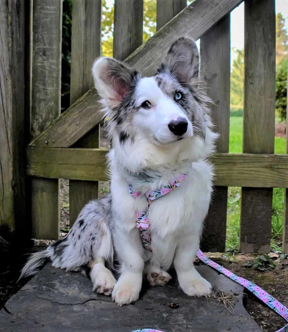 Top 32+ Background Images cardigan welsh corgi colors blue merle & white Sharp