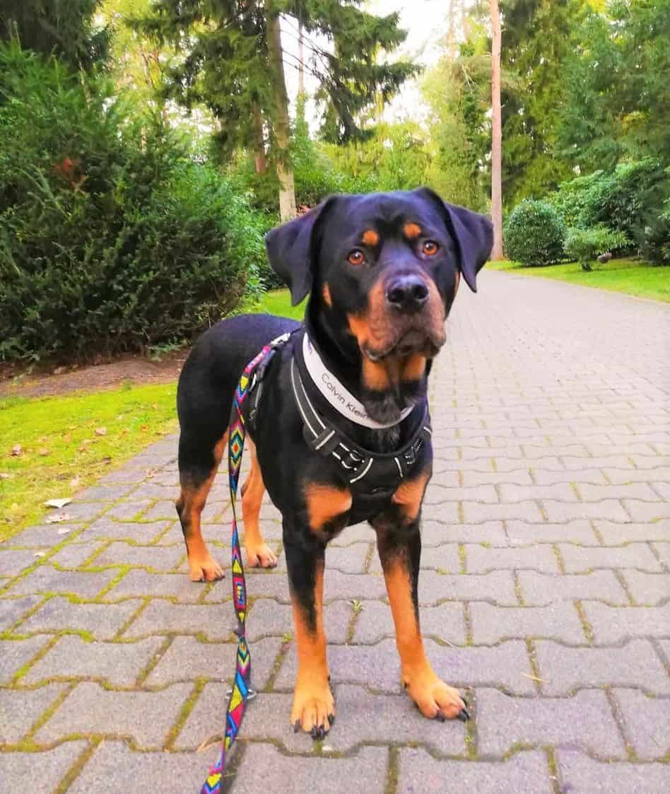 Miniature Rottweiler All You Need to Know About the Mini Rottie