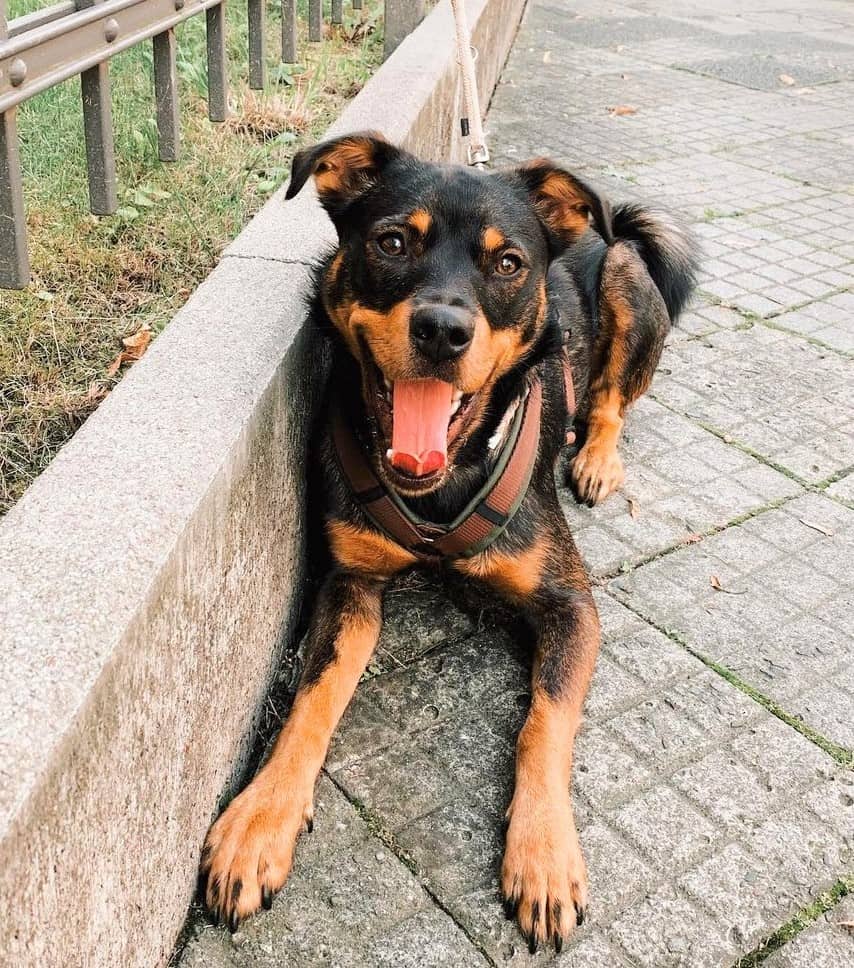 Miniature Rottweiler All You Need to Know About the Mini Rottie