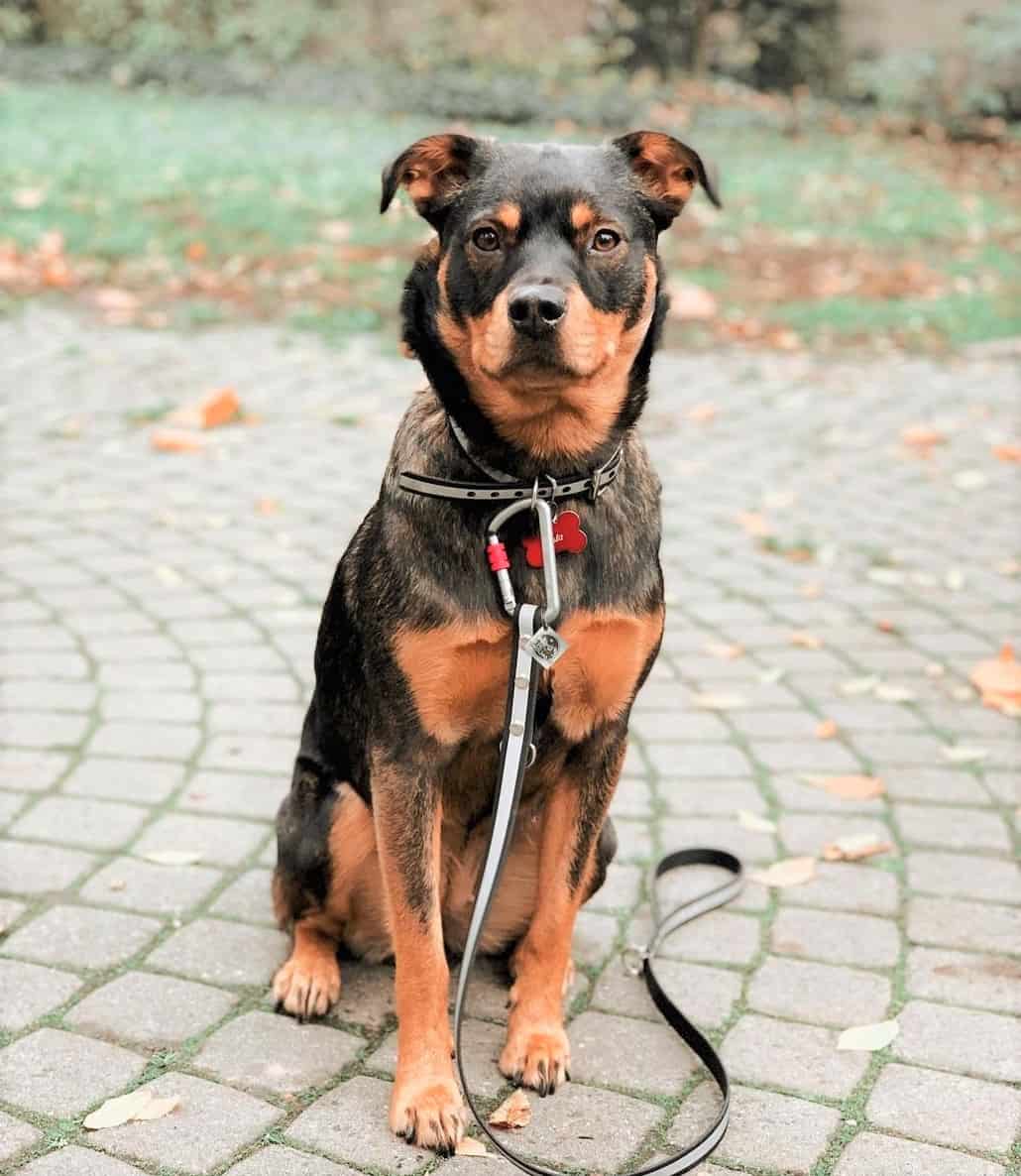 Miniature Rottweiler All You Need to Know About the Mini Rottie