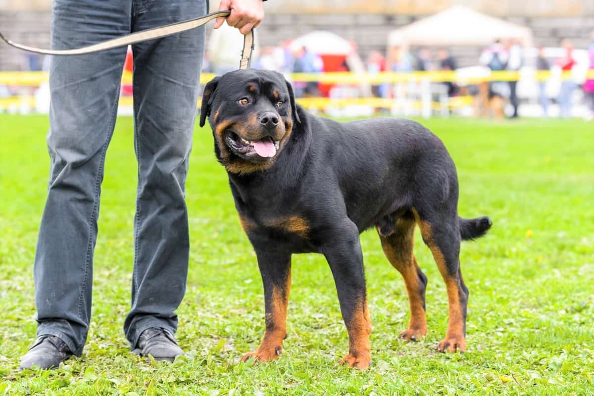 Rottweiler Weight Growth Curve and Average Weights