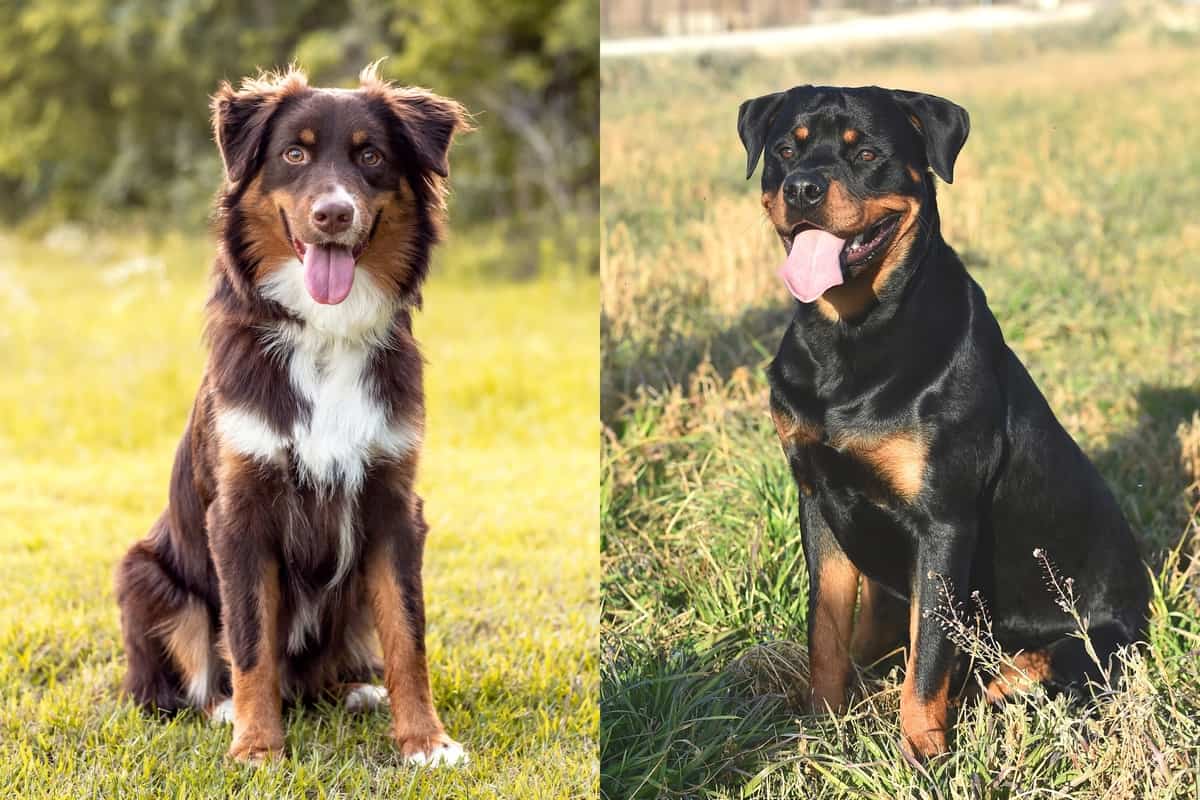 Australian Shepherd Rottweiler Mix Info, Pictures, Facts, FAQ, and More