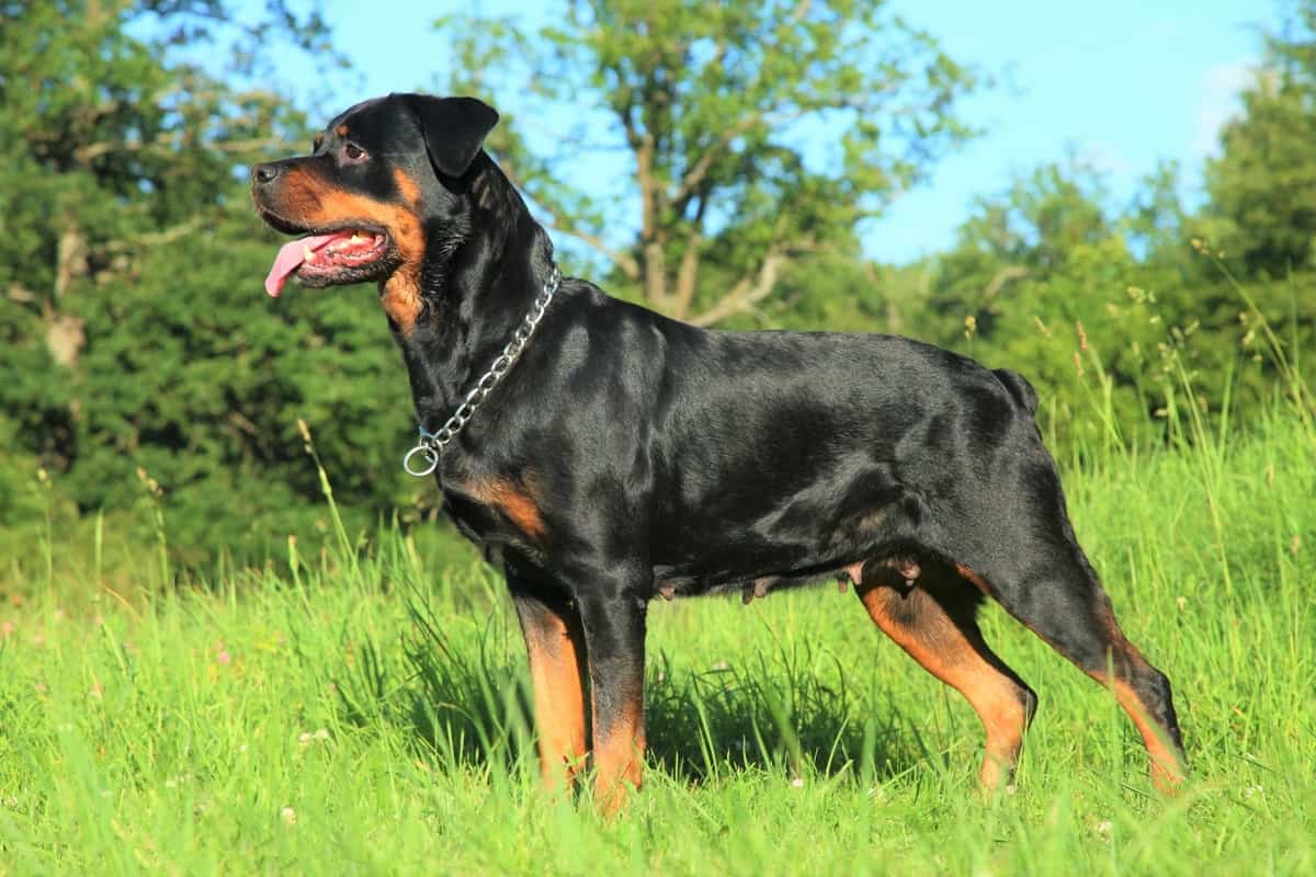 10 Best Rottweiler Rescue for Adoption (2021) Our Top 10 Picks!
