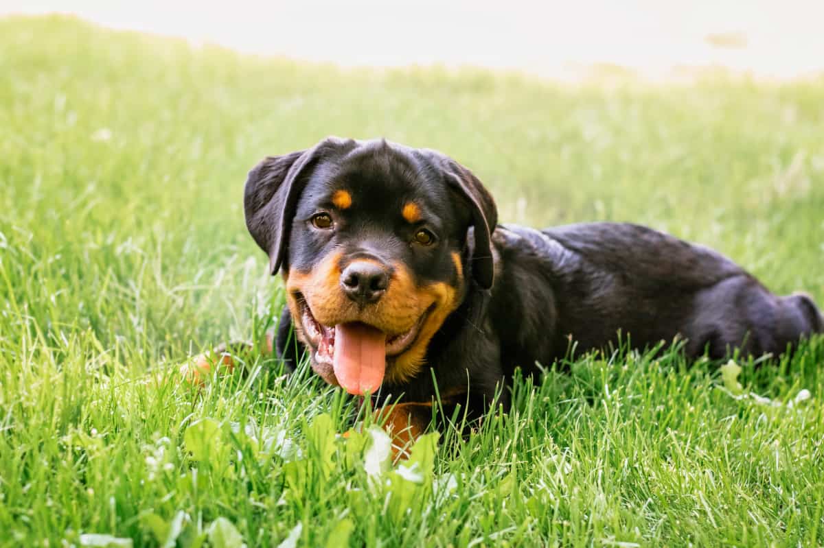 10 Best Rottweiler Breeders (2024) Our Top 10 Picks!