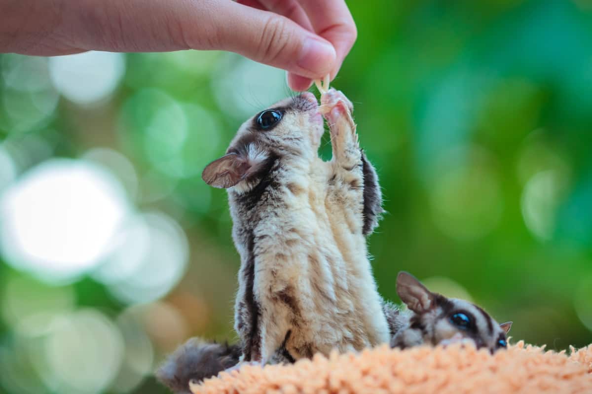 How Much Does a Sugar Glider Cost? Breakdown of Expenses