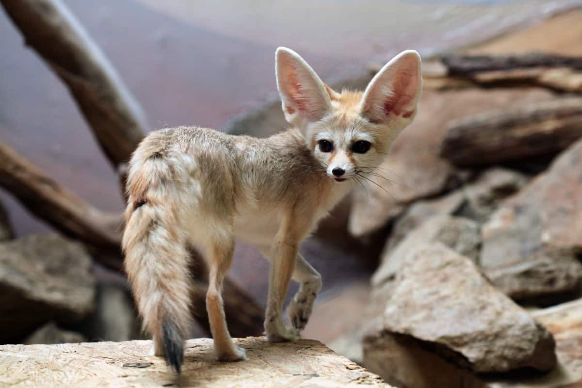 How Much Does a Fennec Fox Cost? Breakdown of Expenses